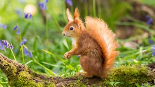 Im Garten können Sie Eichhörnchen vor Hitze und Verdursten schützen