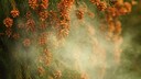 Mit welchen Bäumen und Pflanzen Sie Pollen abwehren können