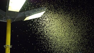 Lichtverschmutzung killt Insekten