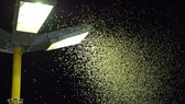 Lichtverschmutzung killt Insekten