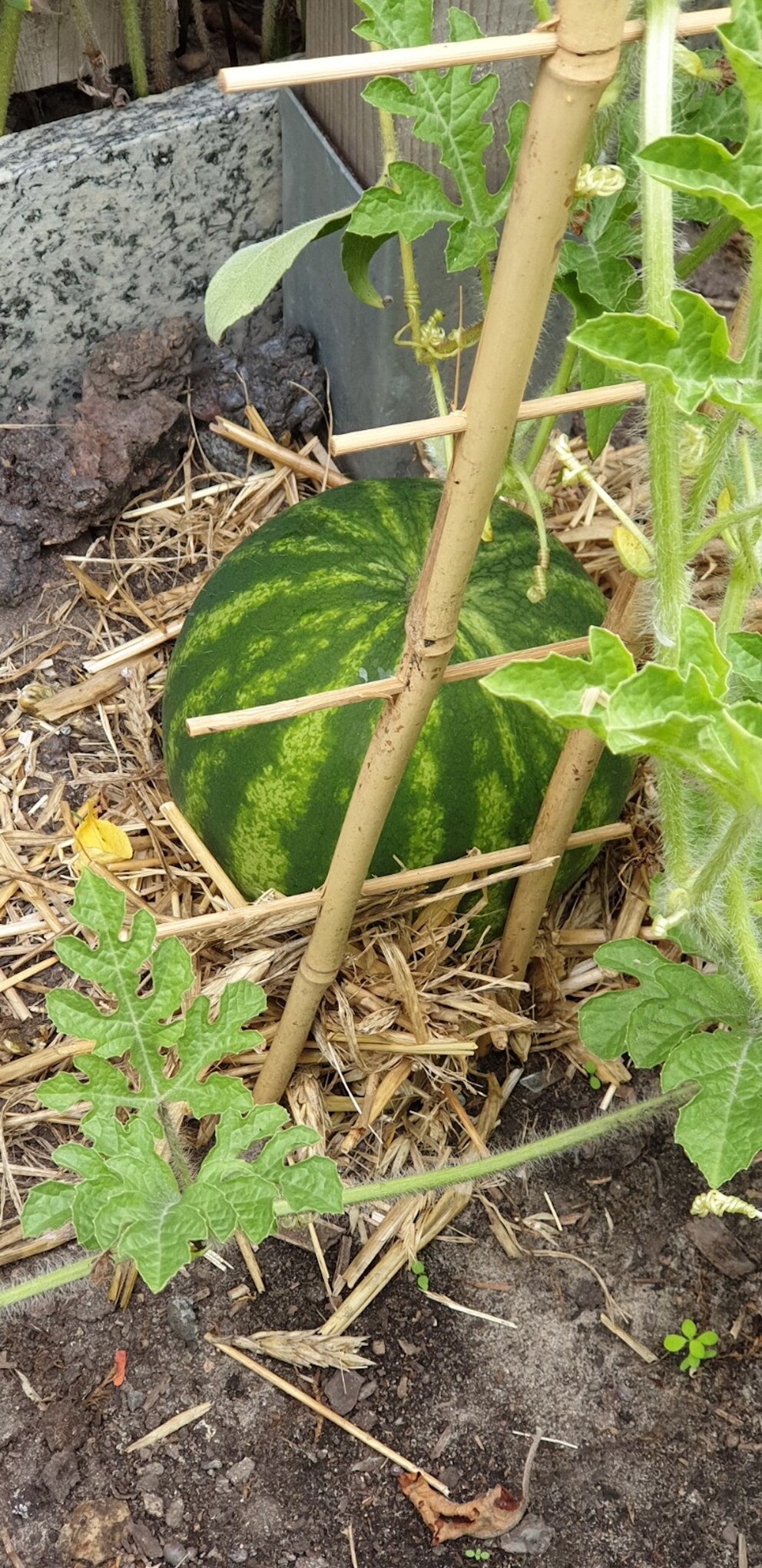 Im Schrebergarten kann man eigenes Gemüse und Obst anpflanzen