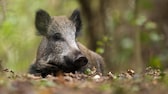 Wildschweine in hauseigenen Gärten sind in manchen Teilen Deutschlands keine Seltenheit