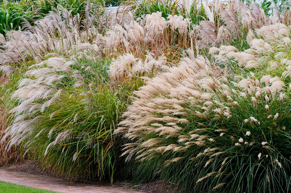 Chinaschilf im Garten entfernt Schwermetalle aus dem Gartenboden