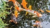 Koi Karpfen im Gartenteich