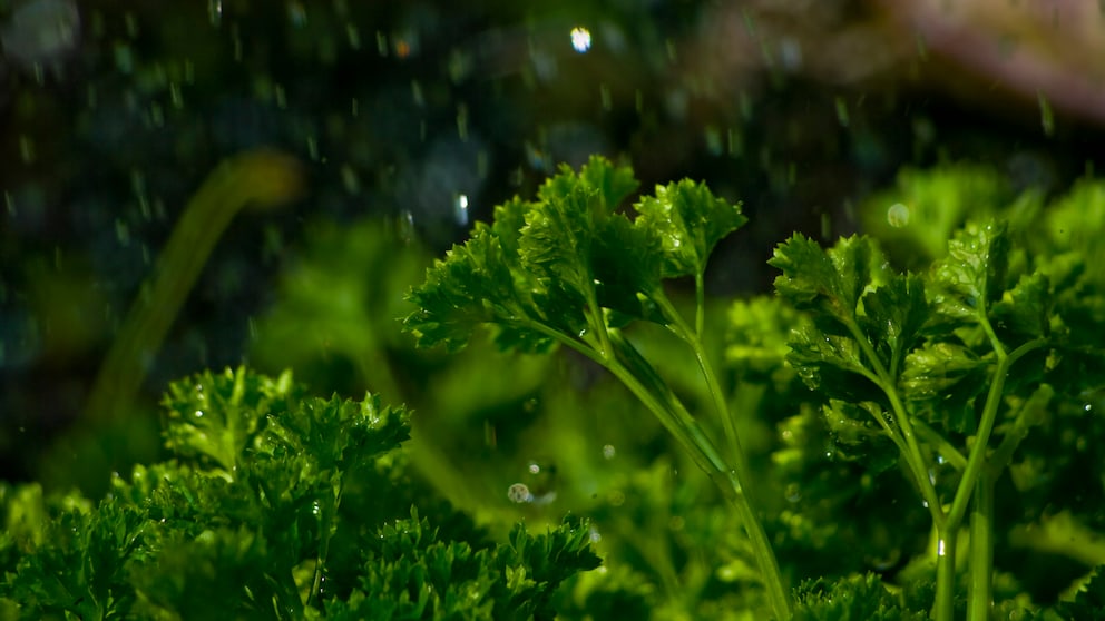 Petersilie im Regen