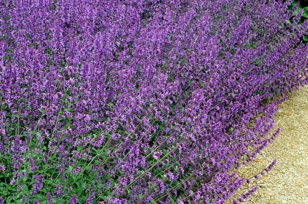 Katzenminze als Alternative zu Lavendel neben Rosen pflanzen