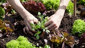 Permakultur im Garten für ertragreiche Ernte