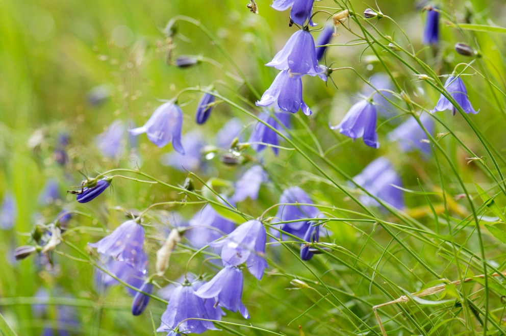 Die Glockenblume als Alternative zum Lavendel neben Rosen pflanzen