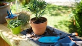 Sollte man blühende Pflanzen umtopfen?