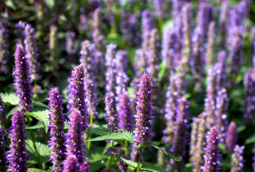 Agastache kann als Alternative zu Lavendel neben Rosen gepflanzt werden