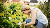 Gartenarbeiten im August