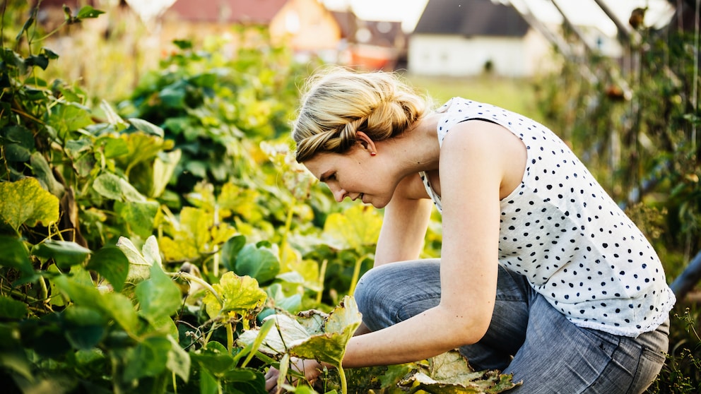 Gartenarbeiten im August