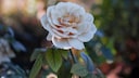 Es gibt einen Trick, mit dem man die Blüte der Rose einfach verlängern kann