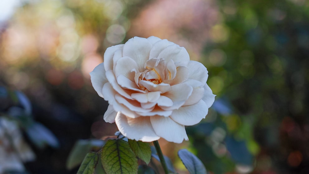 Es gibt einen Trick, mit dem man die Blüte der Rose einfach verlängern kann