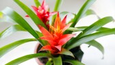 So behalten Bromelien ihre Farbe