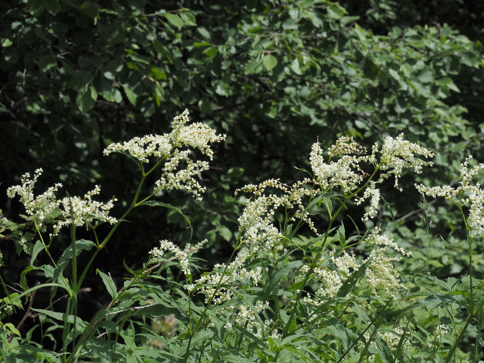 Riesenknöterich im Garten. Hilfreiches Unkraut