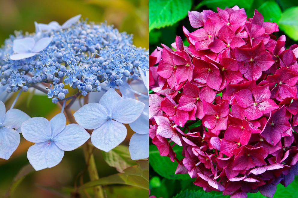 Teller- und Bauer-Hortensie richtig beschneiden