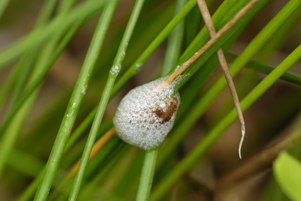 Wiesenschaumzikade