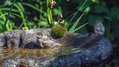 Wie man seinen Garten vogelfreundlich machen kann