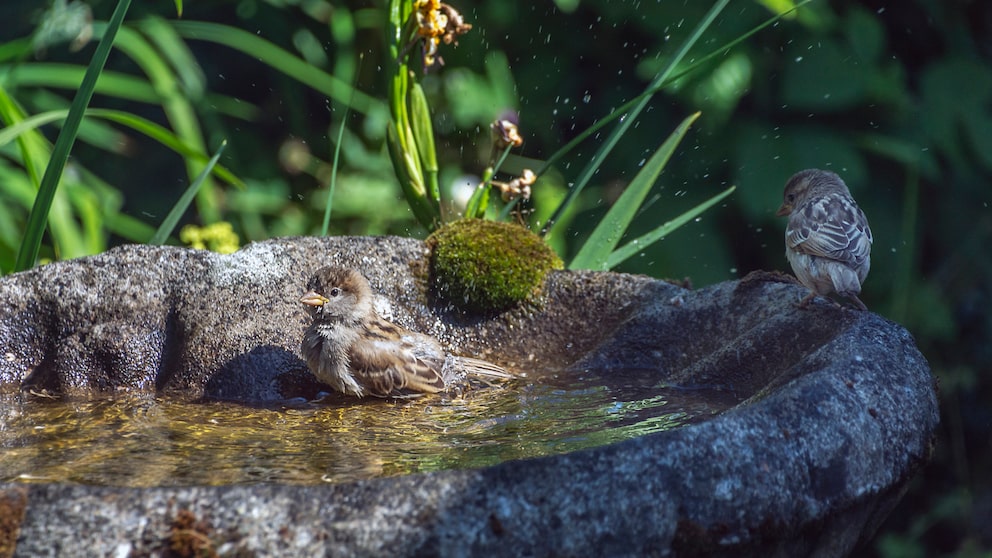 Wie man seinen Garten vogelfreundlich machen kann