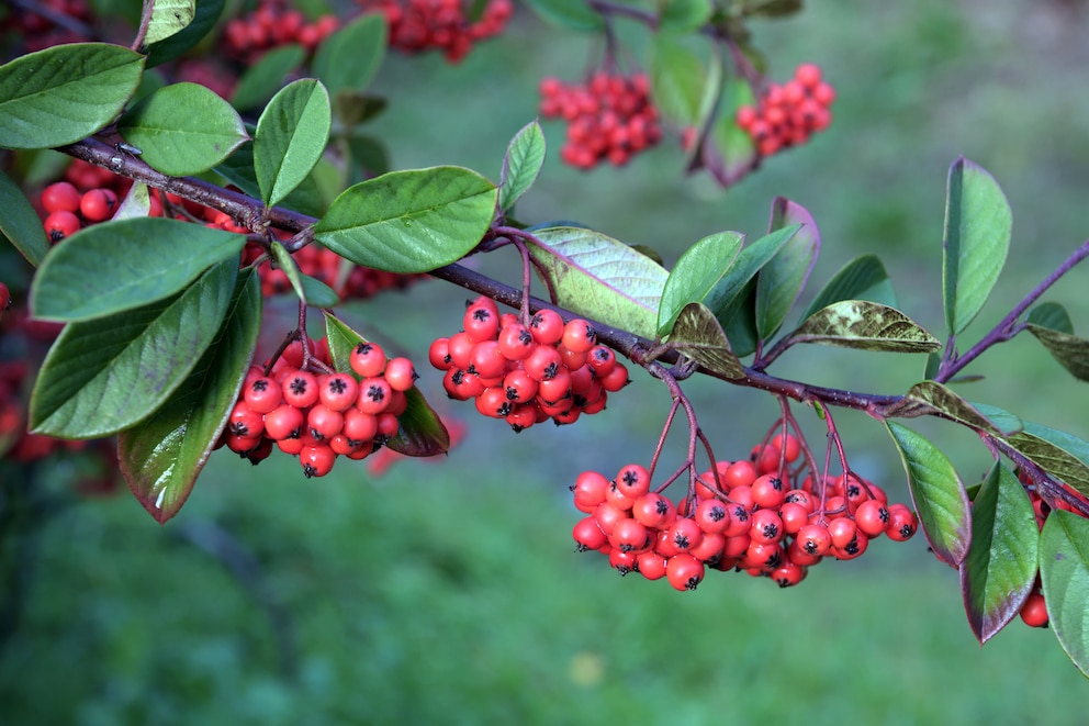 Vogelbeerbaum pflanzen