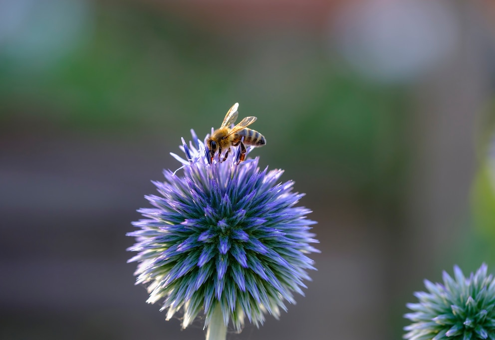 Auf die Kugeldistel Echinop fliegen Bienen