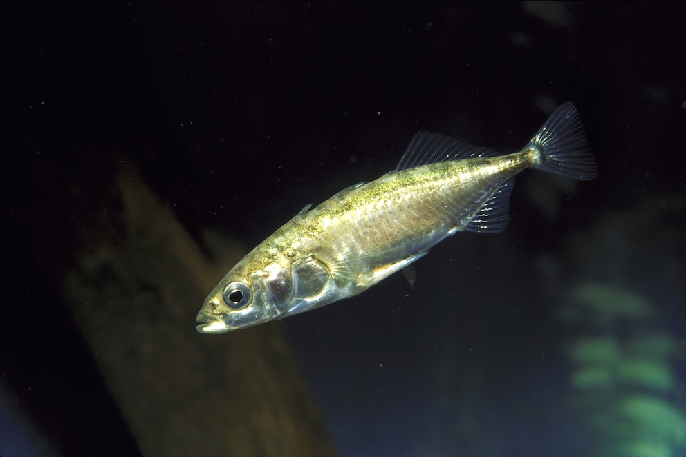 Dieser Fisch fühlt sich super wohl im Teich. Stichling ahoi.