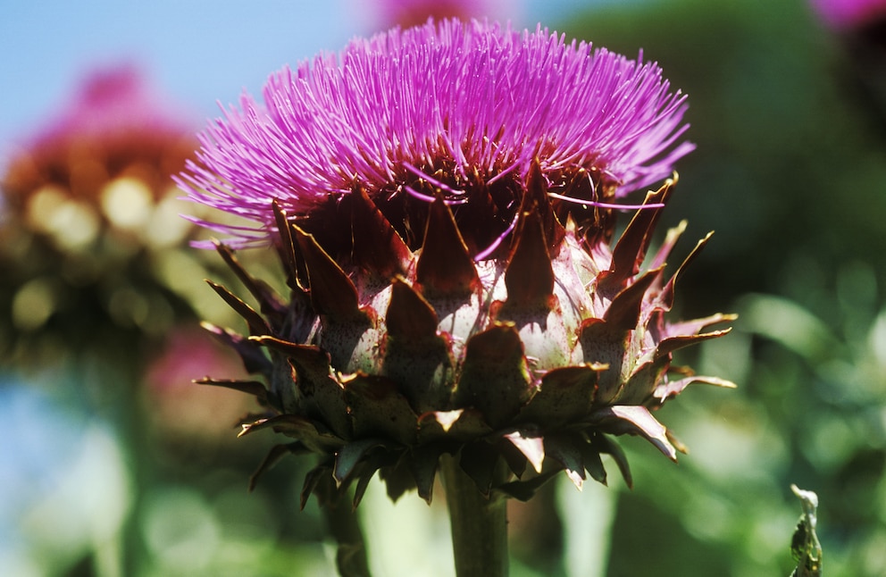 Artischocke mit Blüte