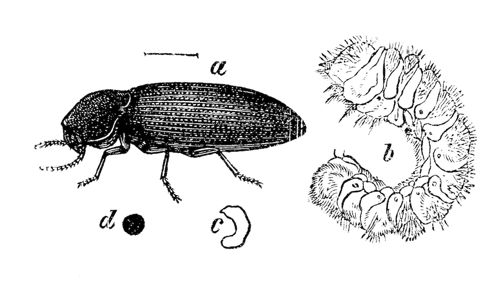 Holzwürmer sollte man schnell bekämpfen, sonst bleibt am Ende nur noch morsches Holz.