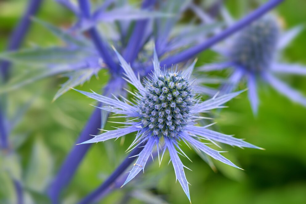 Die Edeldistel leuchtet blau