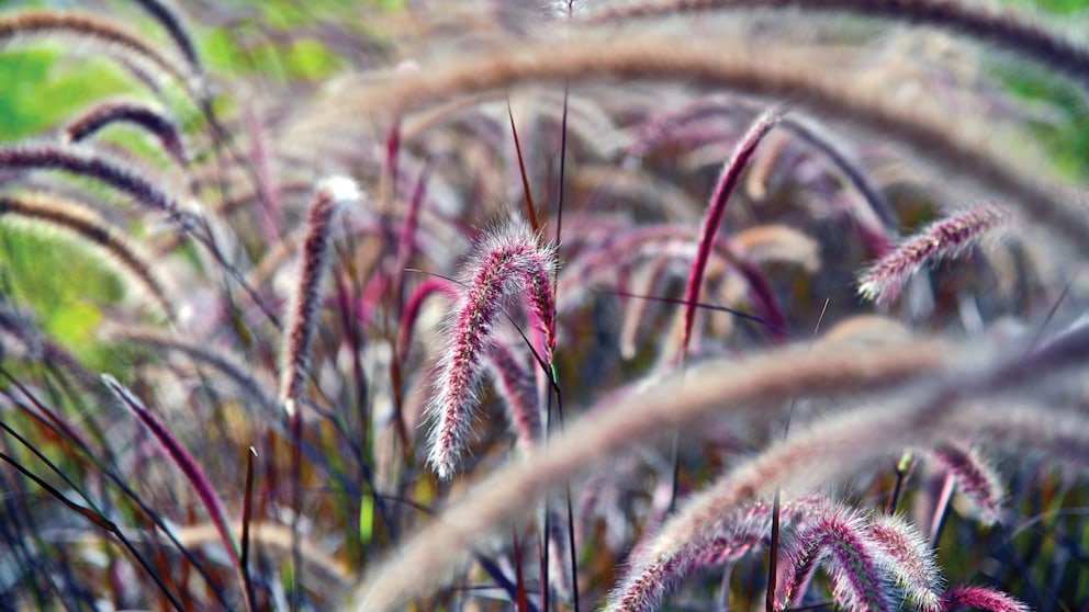 Warum man Gräser im Garten anpflanzen sollte