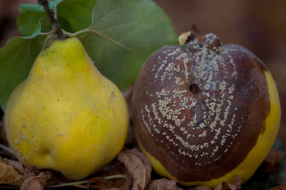 Durch das Loch des Apfelwicklers dringt der Pilz Molinia in die Frucht ein