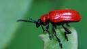 Den roten K&auml;fer namens Lilienh&auml;hnchen aus dem Garten entfernen