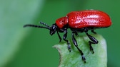 Den roten Käfer namens Lilienhähnchen aus dem Garten entfernen
