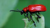 Den roten Käfer namens Lilienhähnchen aus dem Garten entfernen