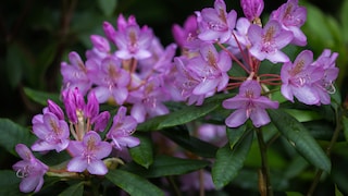 Pflege-Tipps für Rhododendron