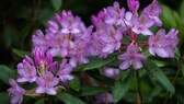 Pflege-Tipps für Rhododendron