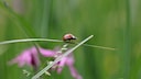 Der Nabu bittet um Mithilfe. Per App oder Online-Formular Insekten zählen.