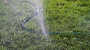 2 Methoden, mit denen Sie einen kaputten Gartenschlauch reparieren können