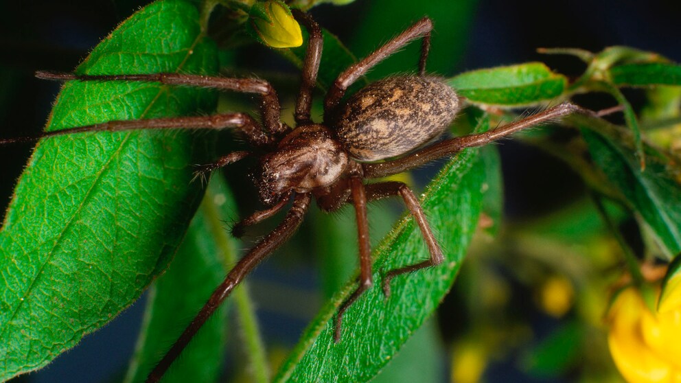 Die Hauswinkelspinne ist im Herbst besonders aktiv und auch