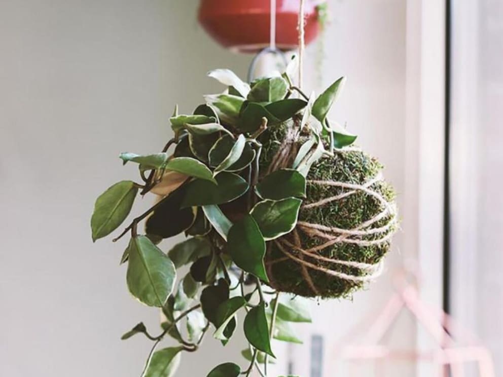   Kokedama