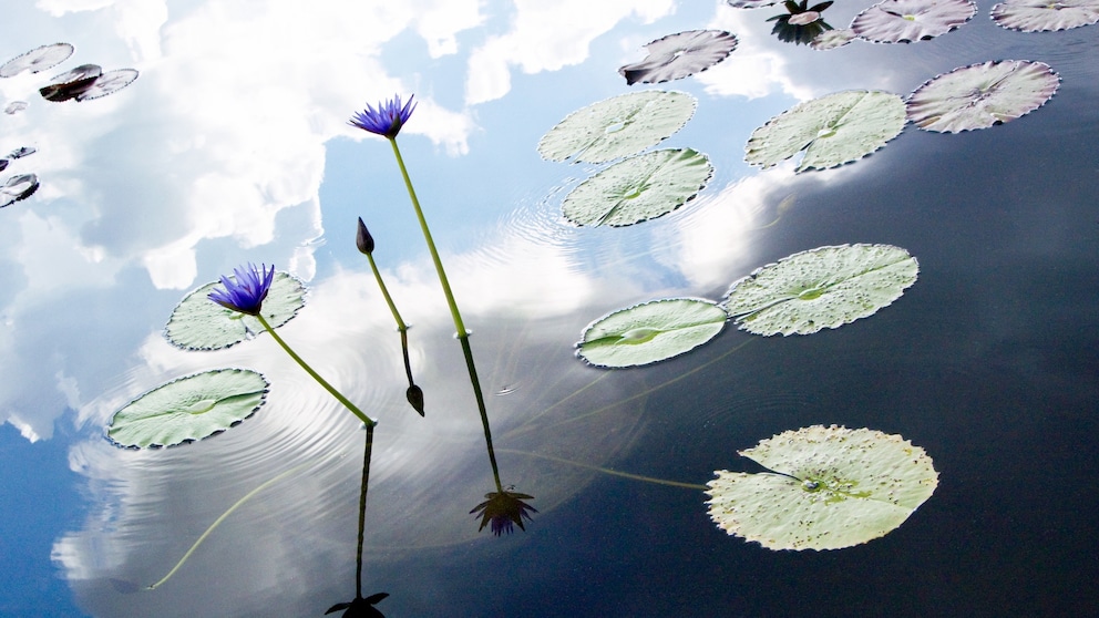 Die Lotusblume darf nicht im Gartenteich überwintern