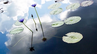 Die Lotusblume darf nicht im Gartenteich überwintern