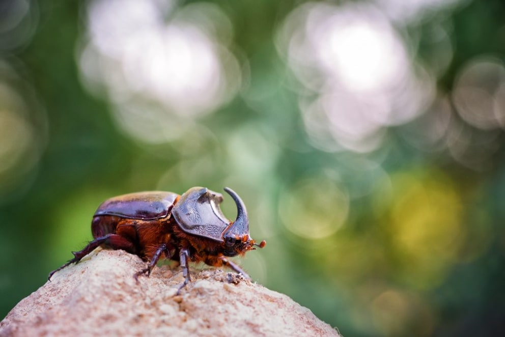 The rhinoceros beetle processes old wood into compost