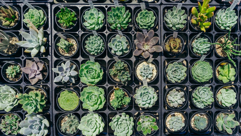 Ein Sammlung verschiedener Sedumpflanzen von oben