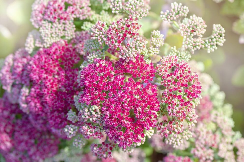 Sedumpflanzen bilden teilweise farbenprächtige Blüten aus