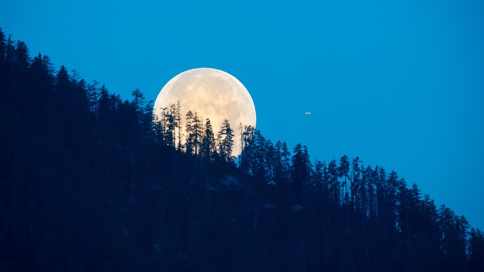 Der Mond soll bestimmte Eigenschaften von Holz beeinflussen. Was steckt dahinter?