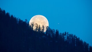 Der Mond soll bestimmte Eigenschaften von Holz beeinflussen. Was steckt dahinter?