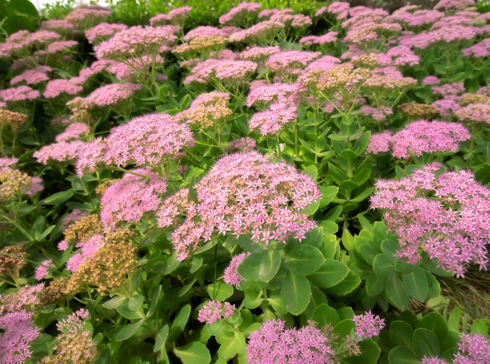 Fetthenne mir zart rosa Blüten