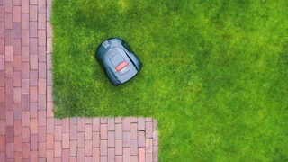 Mähroboter sind gefährlich für Igel und sollten nachts ausgeschaltet werden